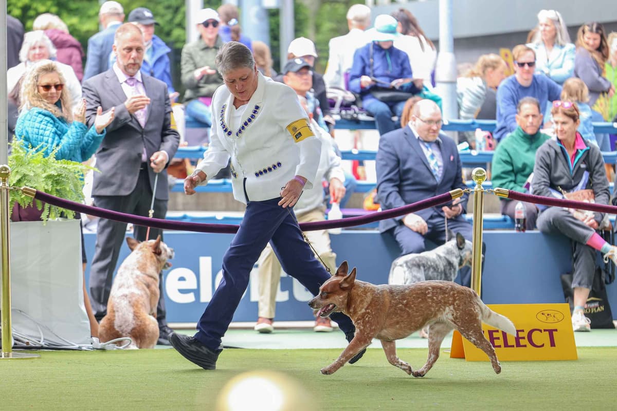 Australian Cattle Dog Puppies breeder image 27