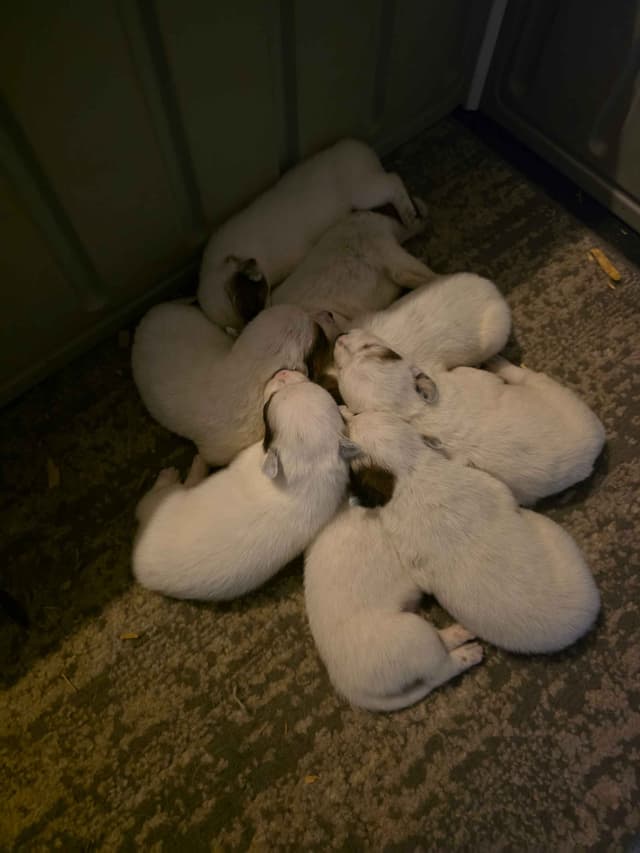 Australian Cattle Dog Puppies media 2