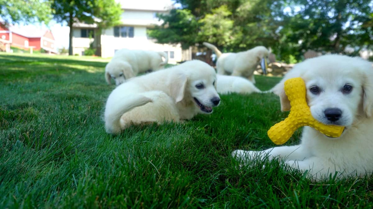 Golden Retriever Puppies breeder image 9