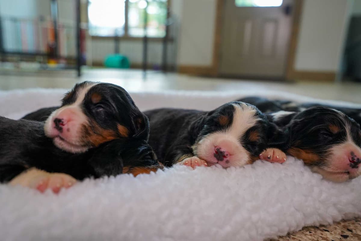 Golden Retriever Puppies breeder image 11