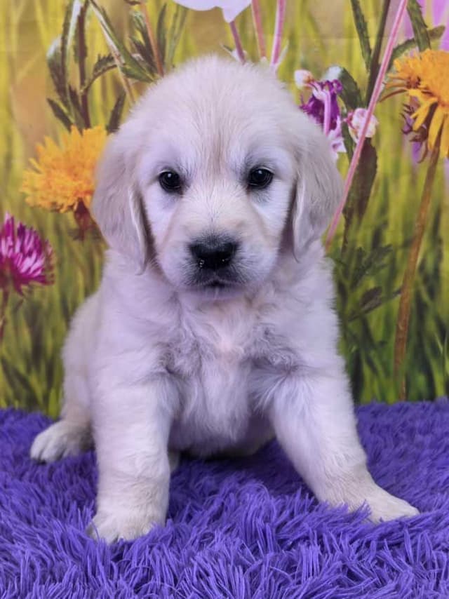 Golden Retriever Puppies media 2
