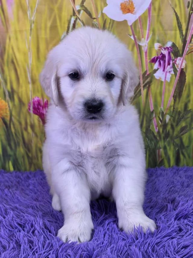 Golden Retriever Puppies media 3