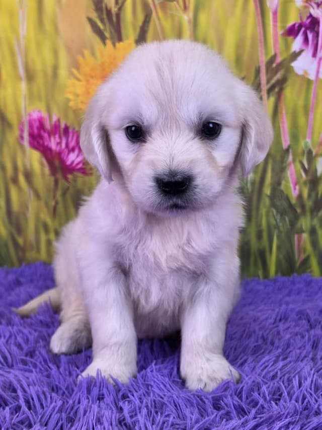 Golden Retriever Puppies media 4