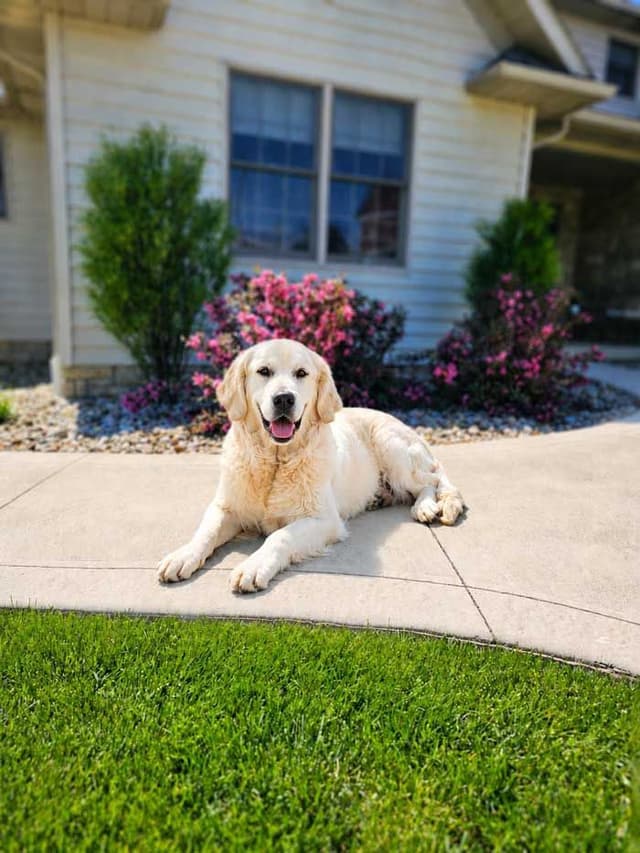 Golden Retriever Puppies media 5