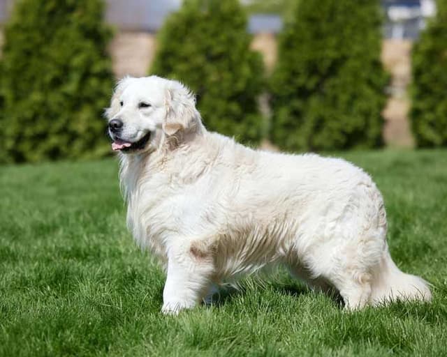 Golden Retriever Puppies media 6