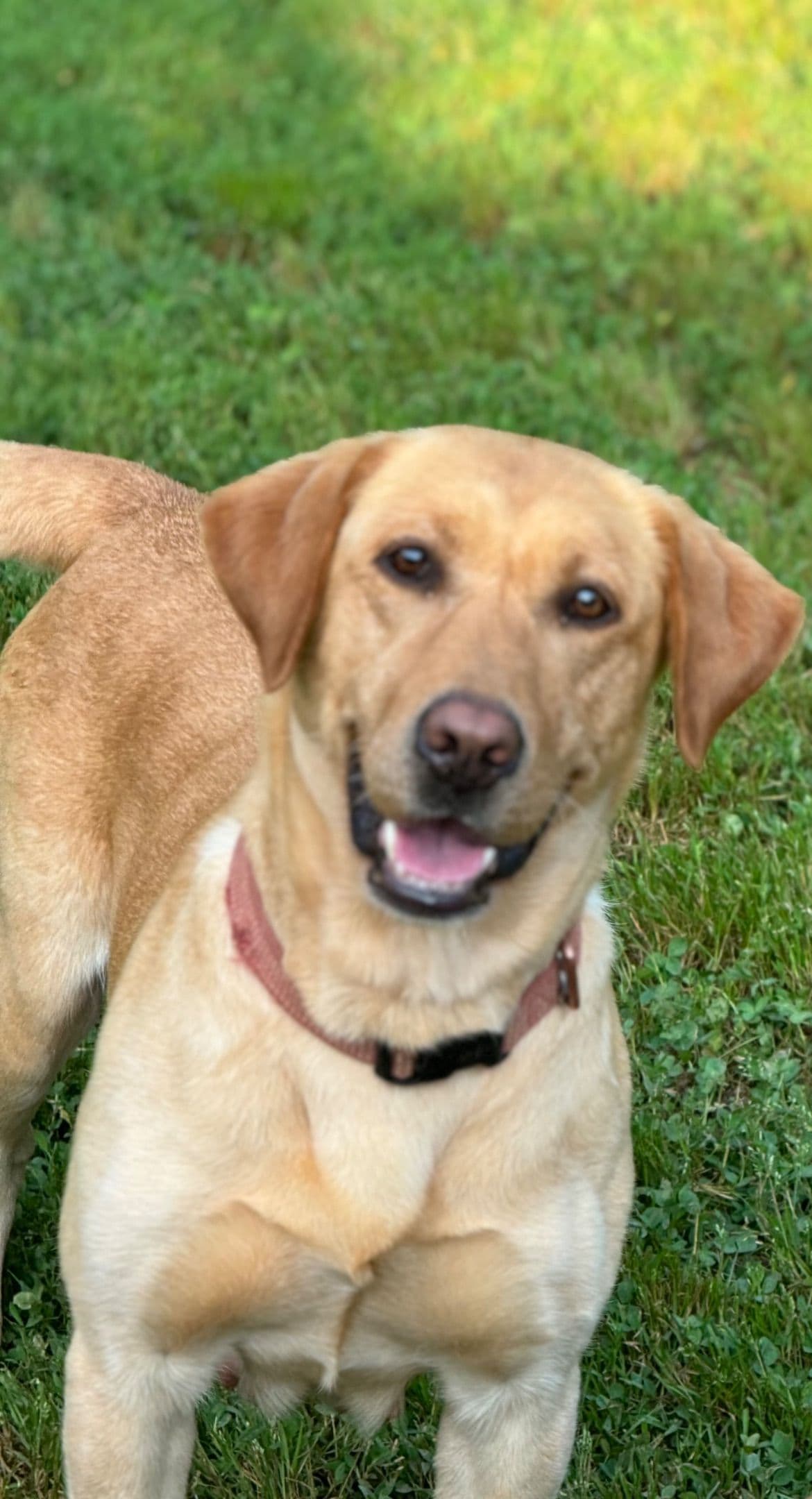 Labrador Retriever Puppies breeder image 3