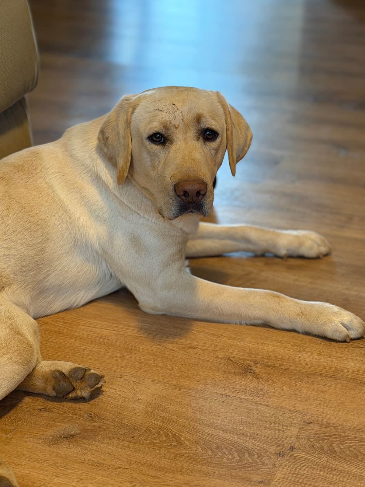 Labrador Retriever Puppies breeder image 6