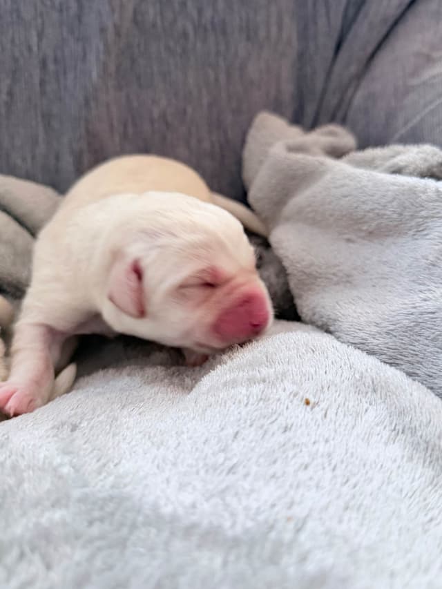 Labrador Retriever Puppies media 2