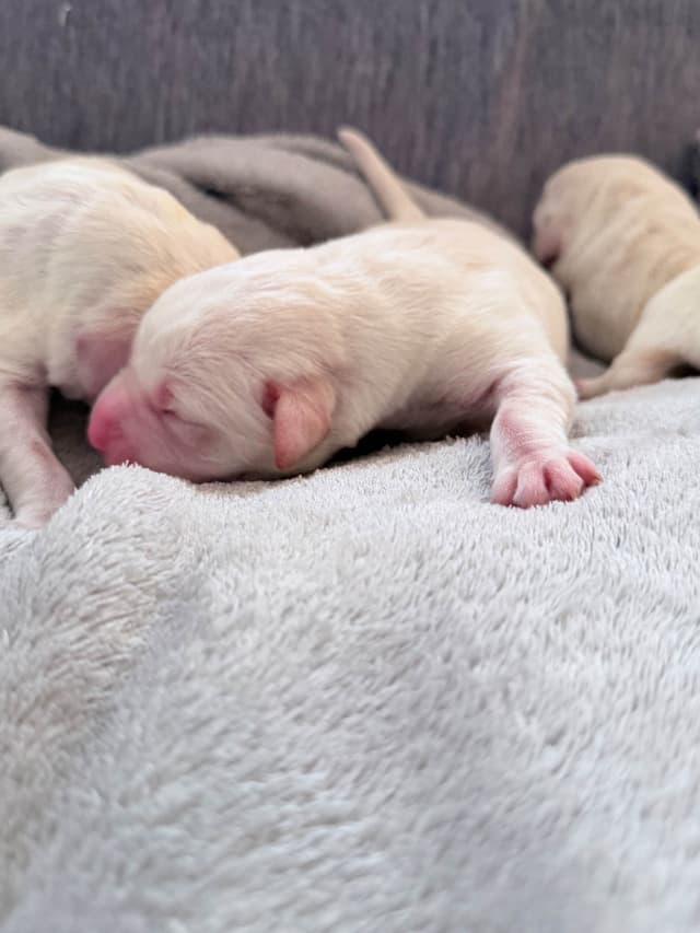 Labrador Retriever Puppies media 3