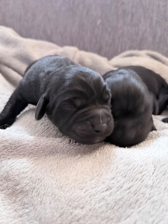 Labrador Retriever Puppies media 4
