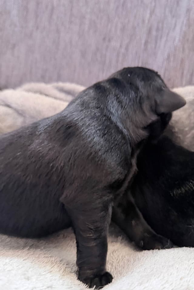 Labrador Retriever Puppies media 7