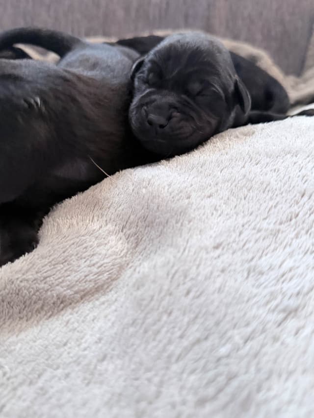 Labrador Retriever Puppies media 6