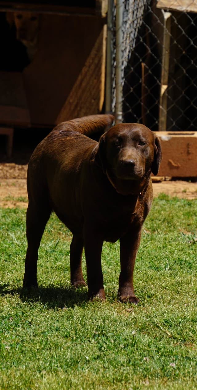 Labrador Retriever Puppies media 8