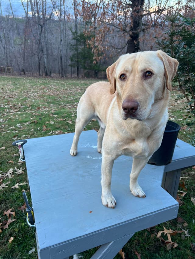 Labrador Retriever Puppies media 12