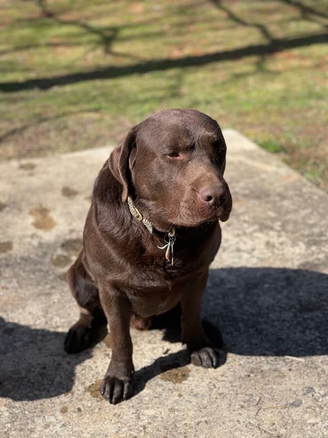 Labrador Retriever Puppies media 13