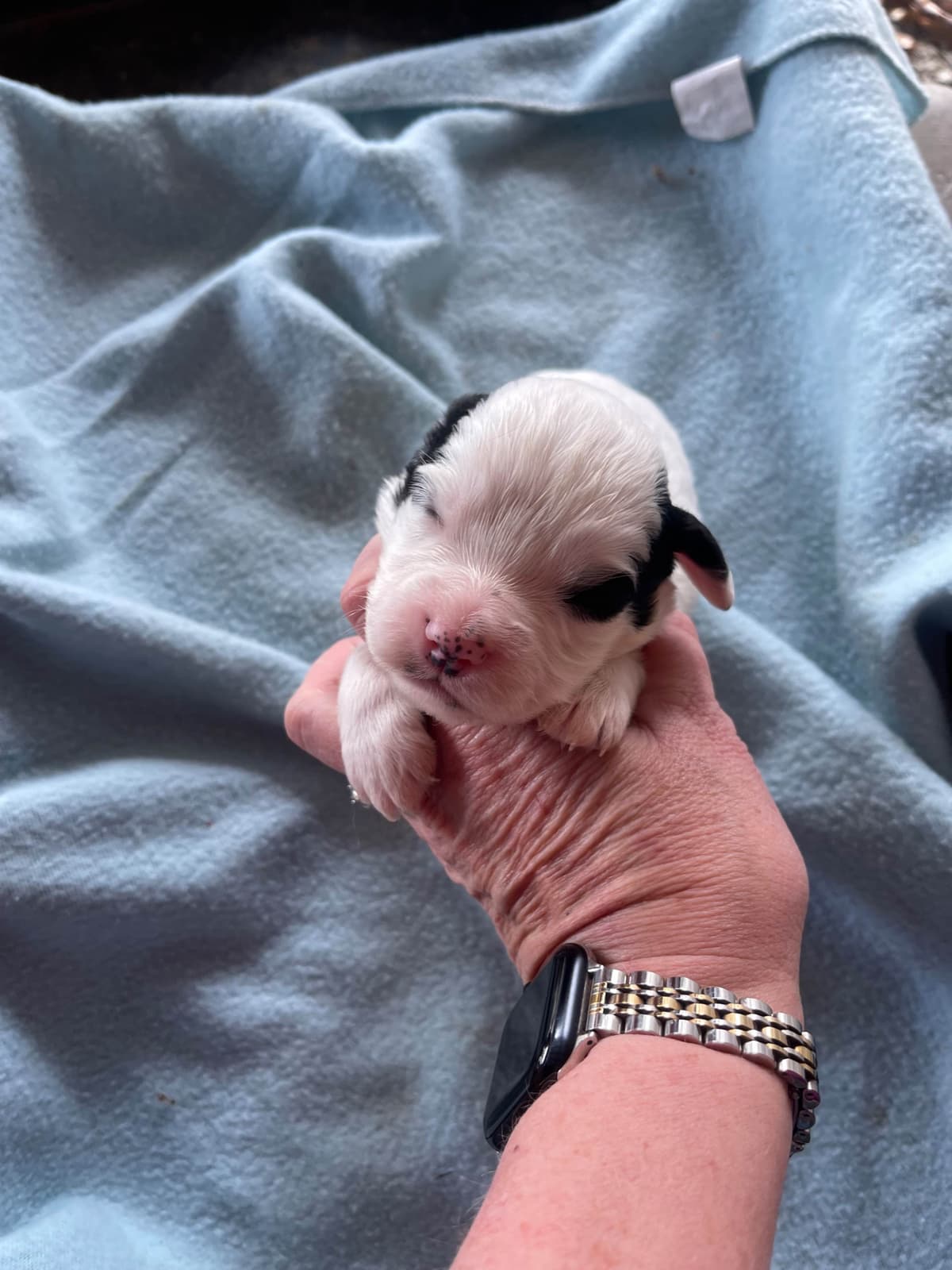 English Cocker Spaniel Puppies breeder image 1