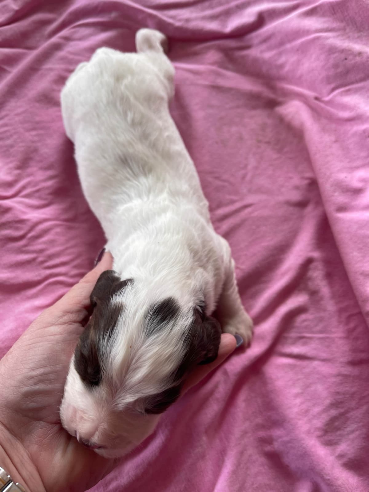 English Cocker Spaniel Puppies breeder image 2