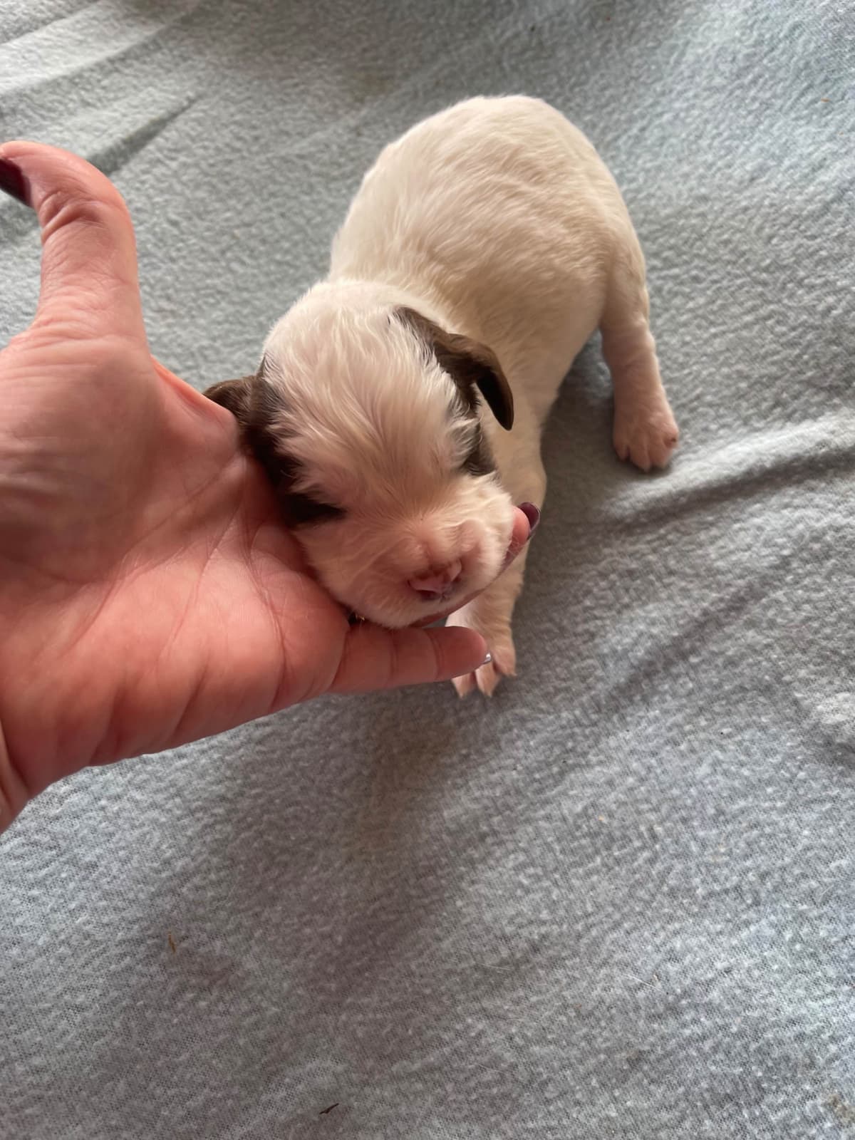 English Cocker Spaniel Puppies breeder image 3