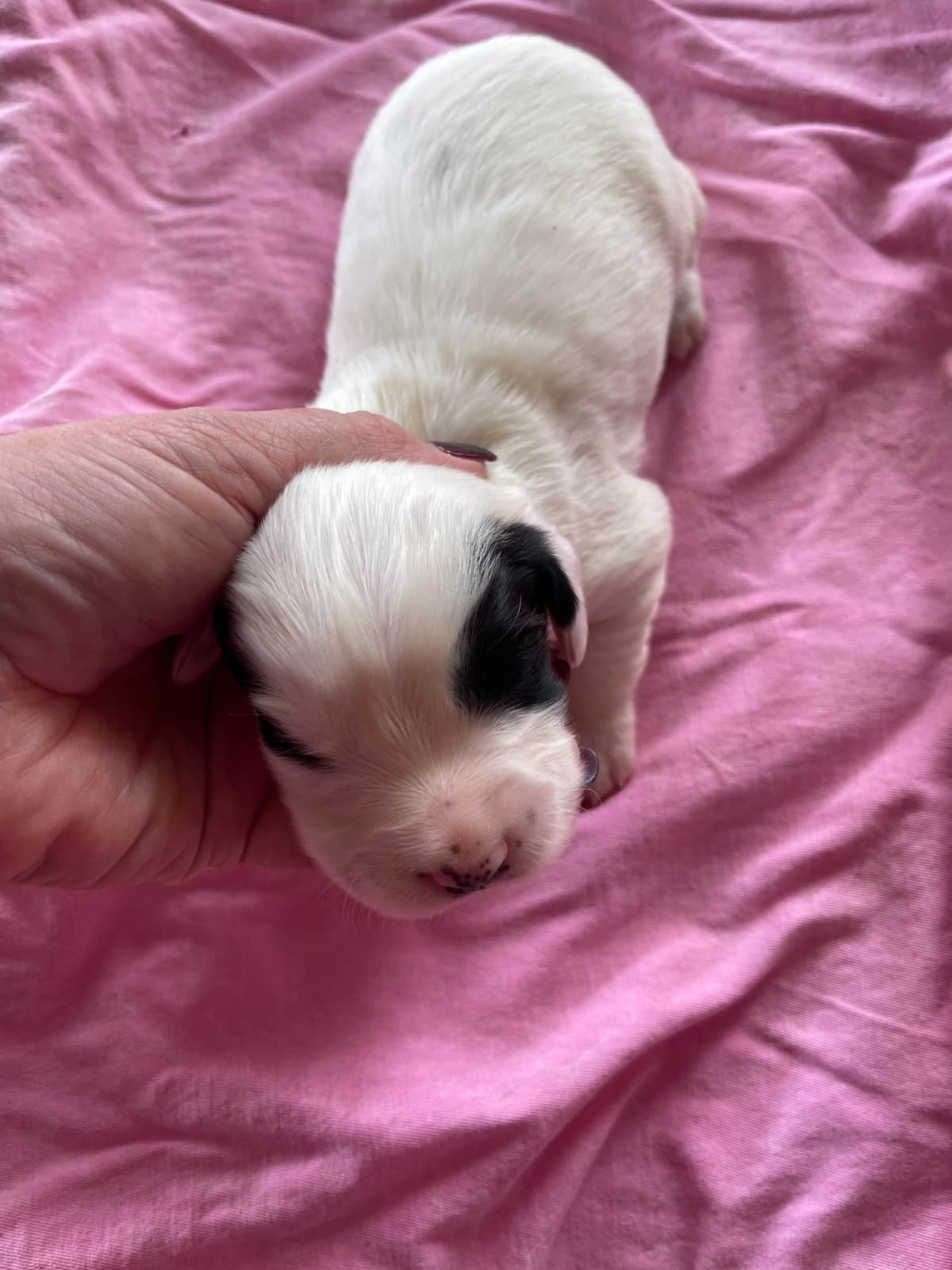 English Cocker Spaniel Puppies breeder image 4