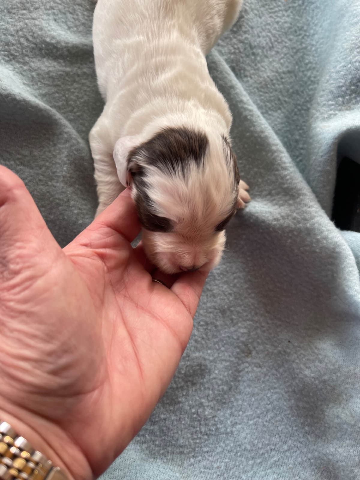 English Cocker Spaniel Puppies breeder image 5