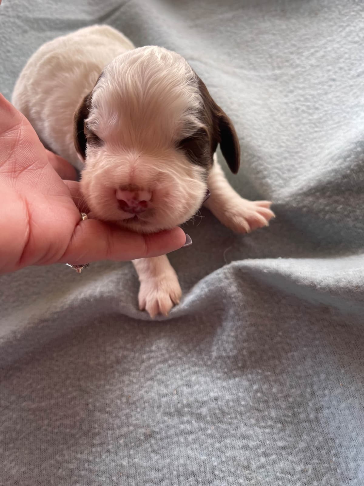 English Cocker Spaniel Puppies breeder image 6