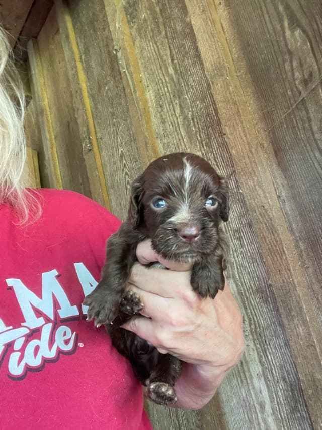 English Cocker Spaniel Puppies media 2