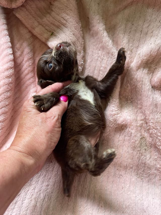 English Cocker Spaniel Puppies media 3