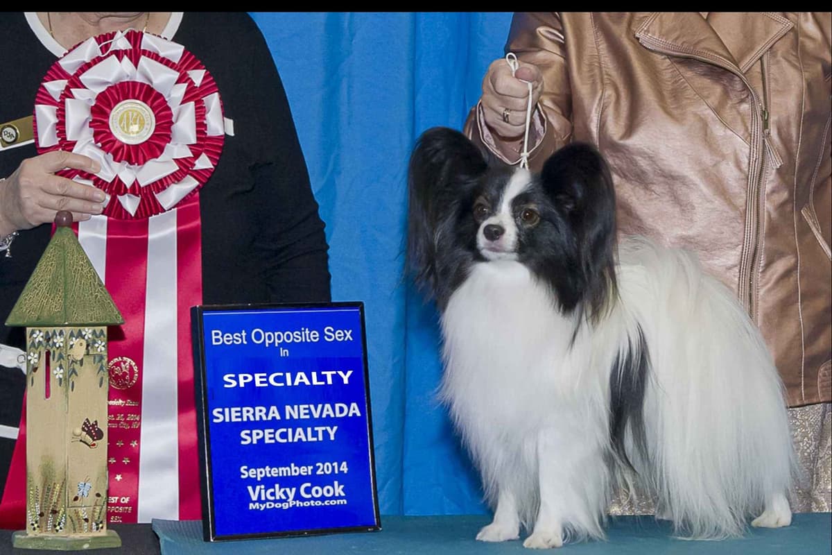 Papillon Puppies breeder image 1