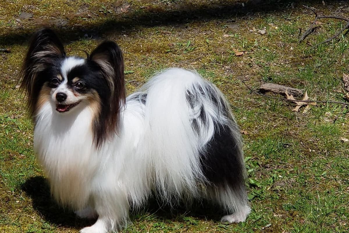 Papillon Puppies breeder image 2
