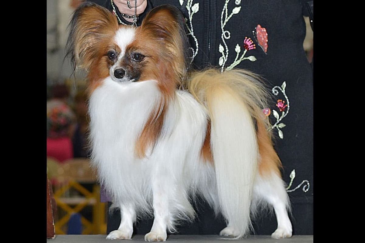 Papillon Puppies breeder image 3