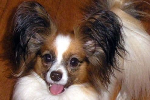 Papillon Puppies breeder image 4