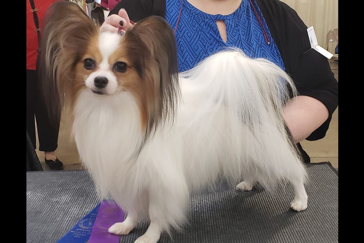 Papillon Puppies breeder image 5