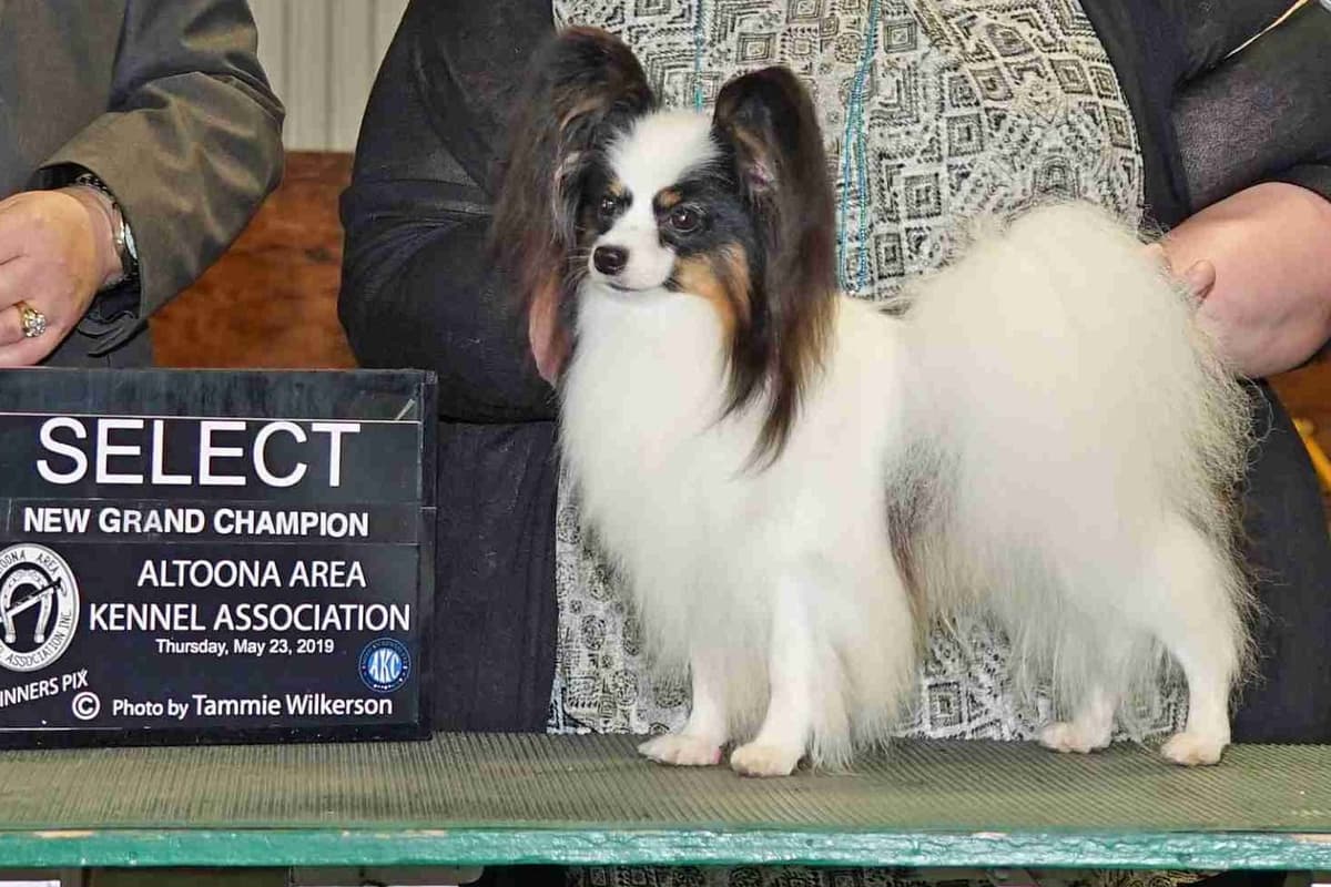 Papillon Puppies breeder image 6