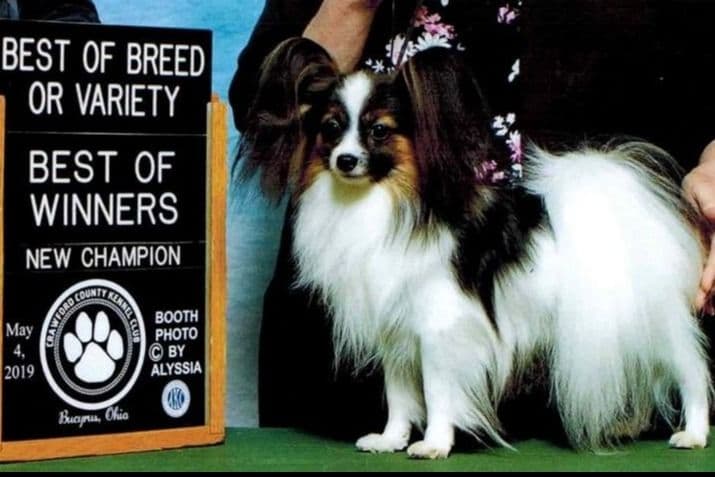 Papillon Puppies breeder image 7
