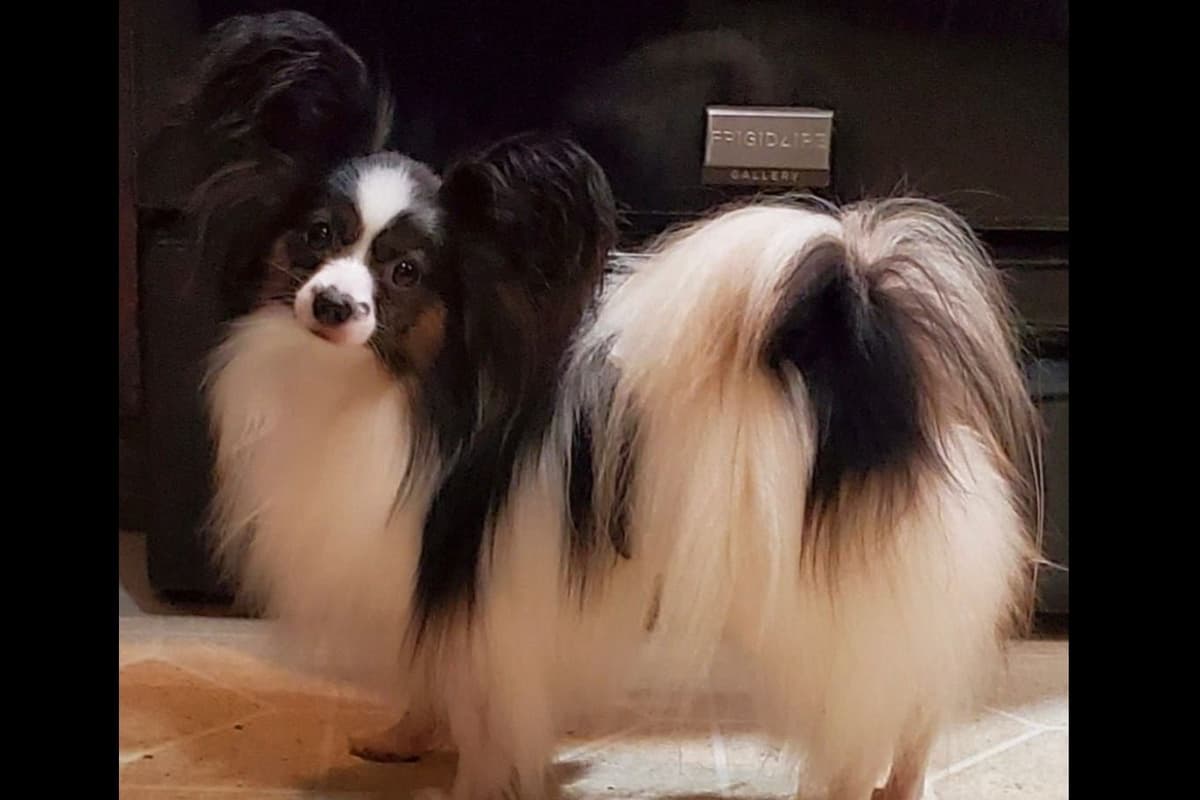 Papillon Puppies breeder image 9