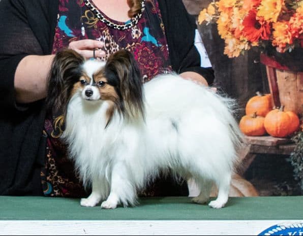 Papillon Puppies media 2