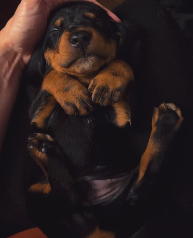 Black and Tan Coonhound Puppies media 2