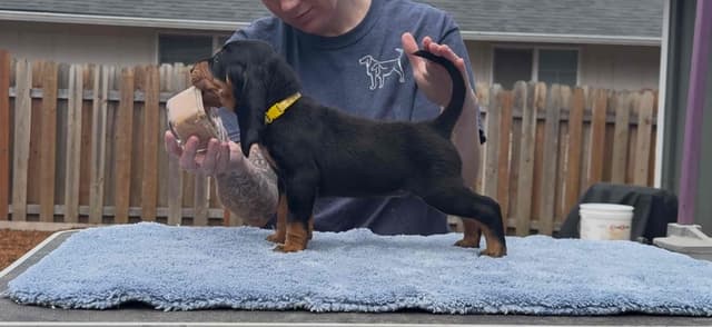 Black and Tan Coonhound Puppies media 3