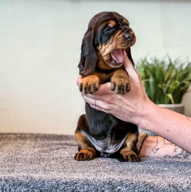 Black and Tan Coonhound Puppies media 6