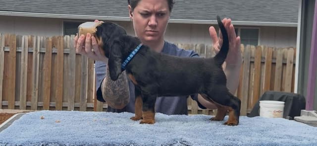 Black and Tan Coonhound Puppies media 8