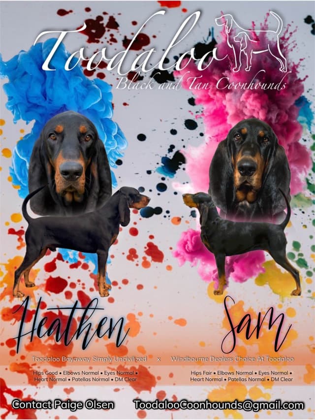 Black and Tan Coonhound Puppies media 12