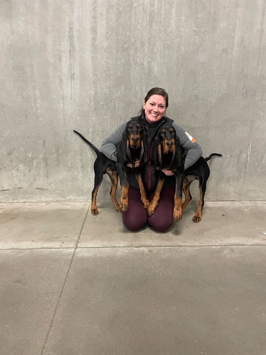 Black and Tan Coonhound Puppies breeder image 3