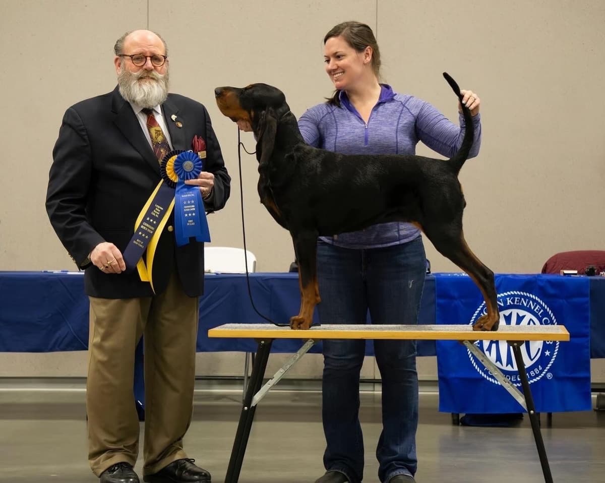 Black and Tan Coonhound Puppies breeder image 2