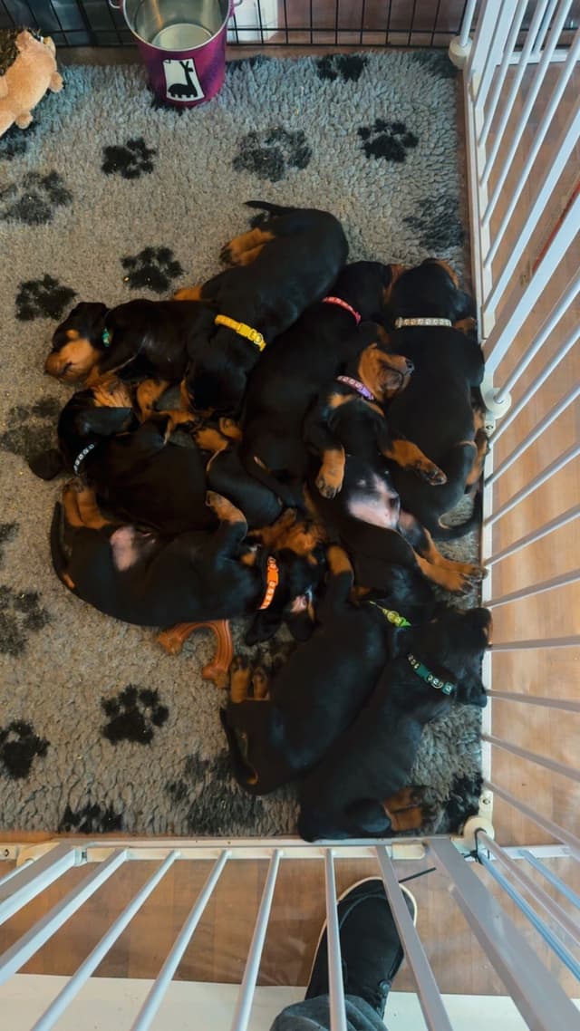 Black and Tan Coonhound Puppies media 11