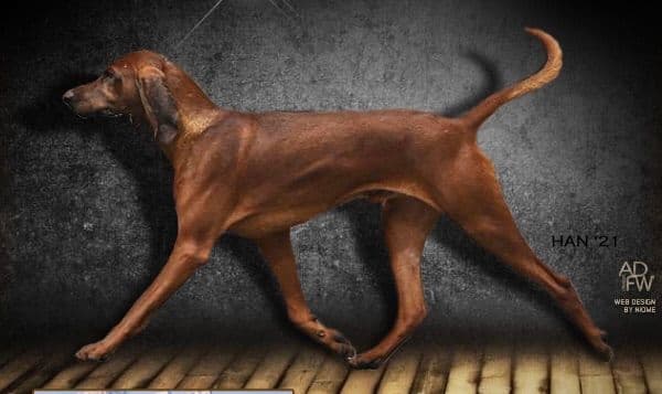 Redbone Coonhound Puppies breeder image 2