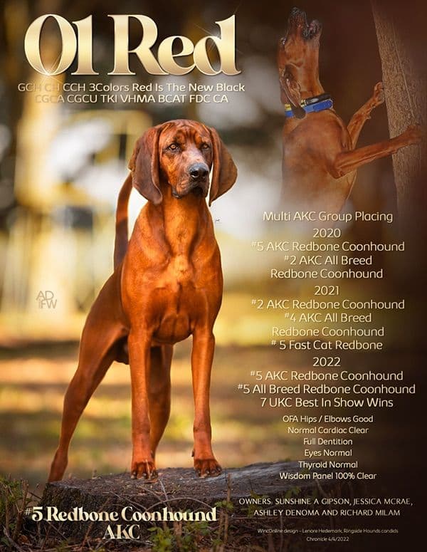 Redbone Coonhound Puppies breeder image 4