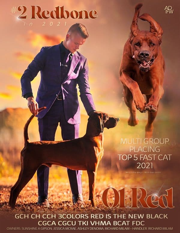 Redbone Coonhound Puppies breeder image 5