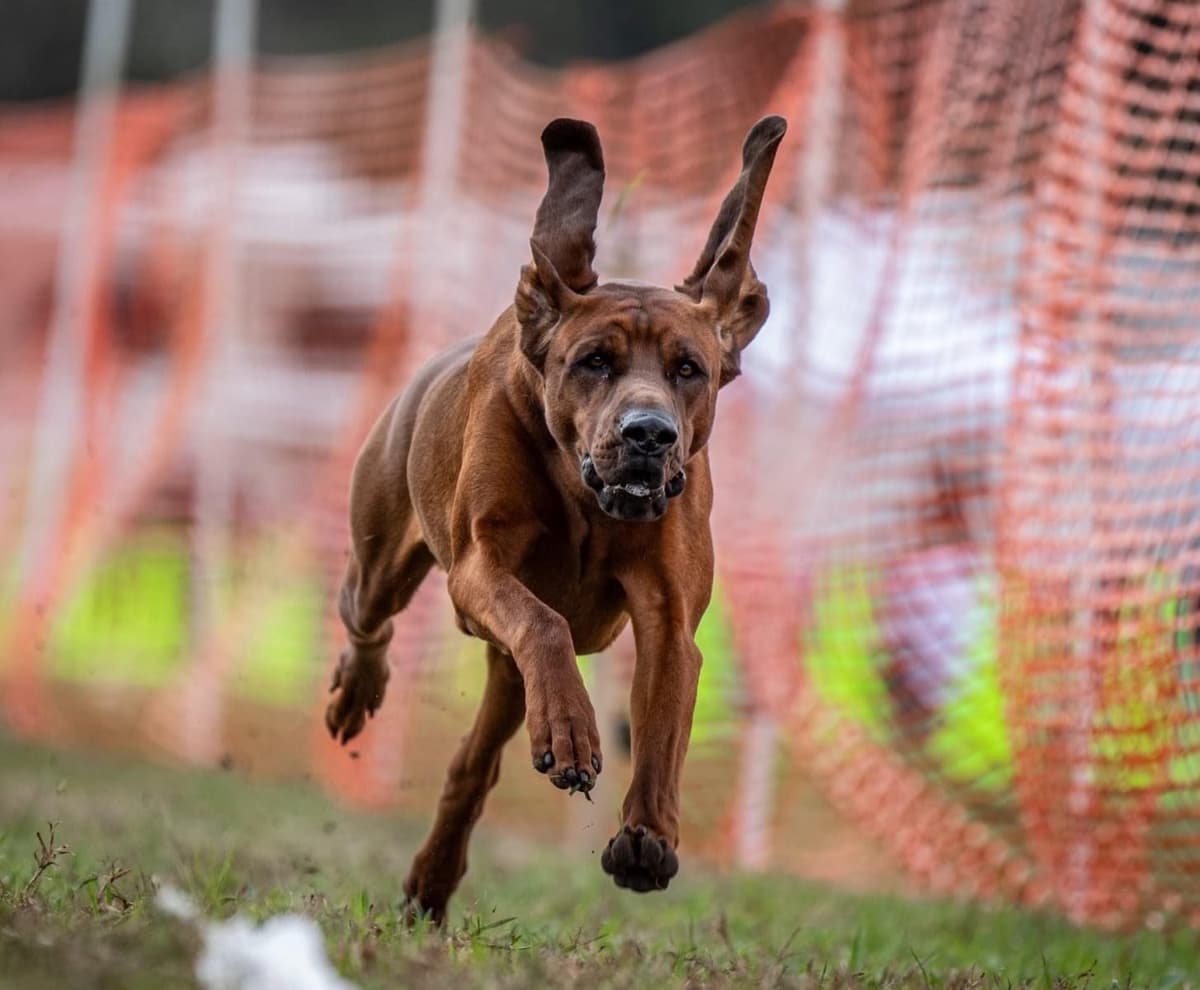 Redbone Coonhound Puppies breeder image 6