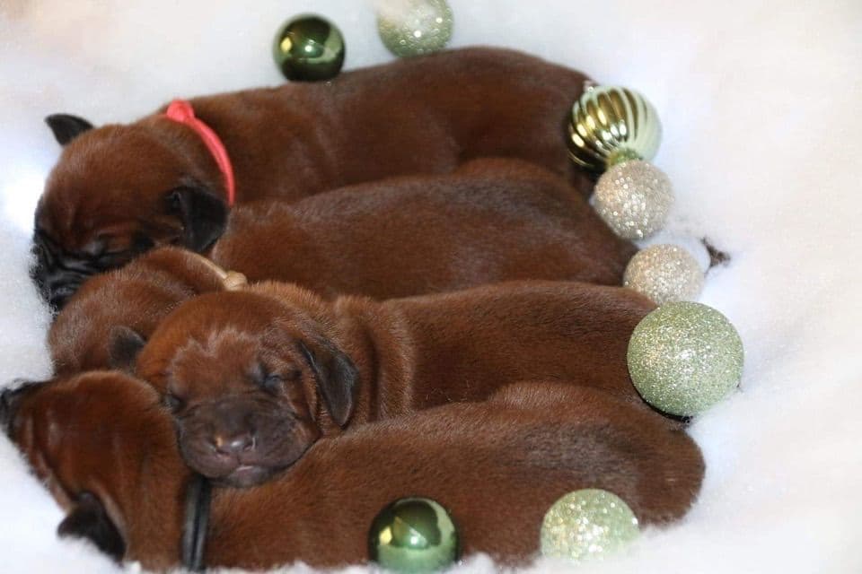 Redbone Coonhound Puppies breeder image 8
