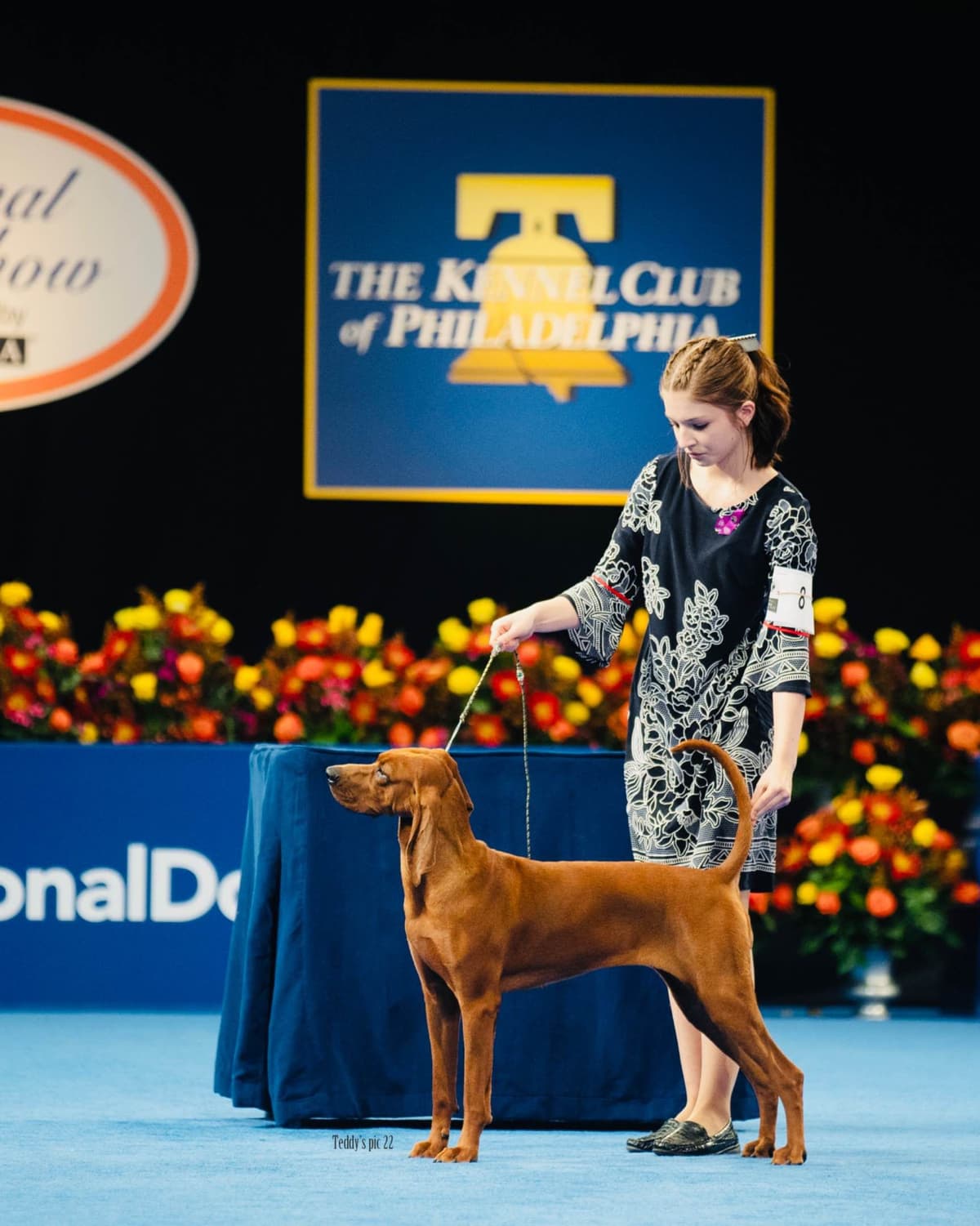 Redbone Coonhound Puppies breeder image 10